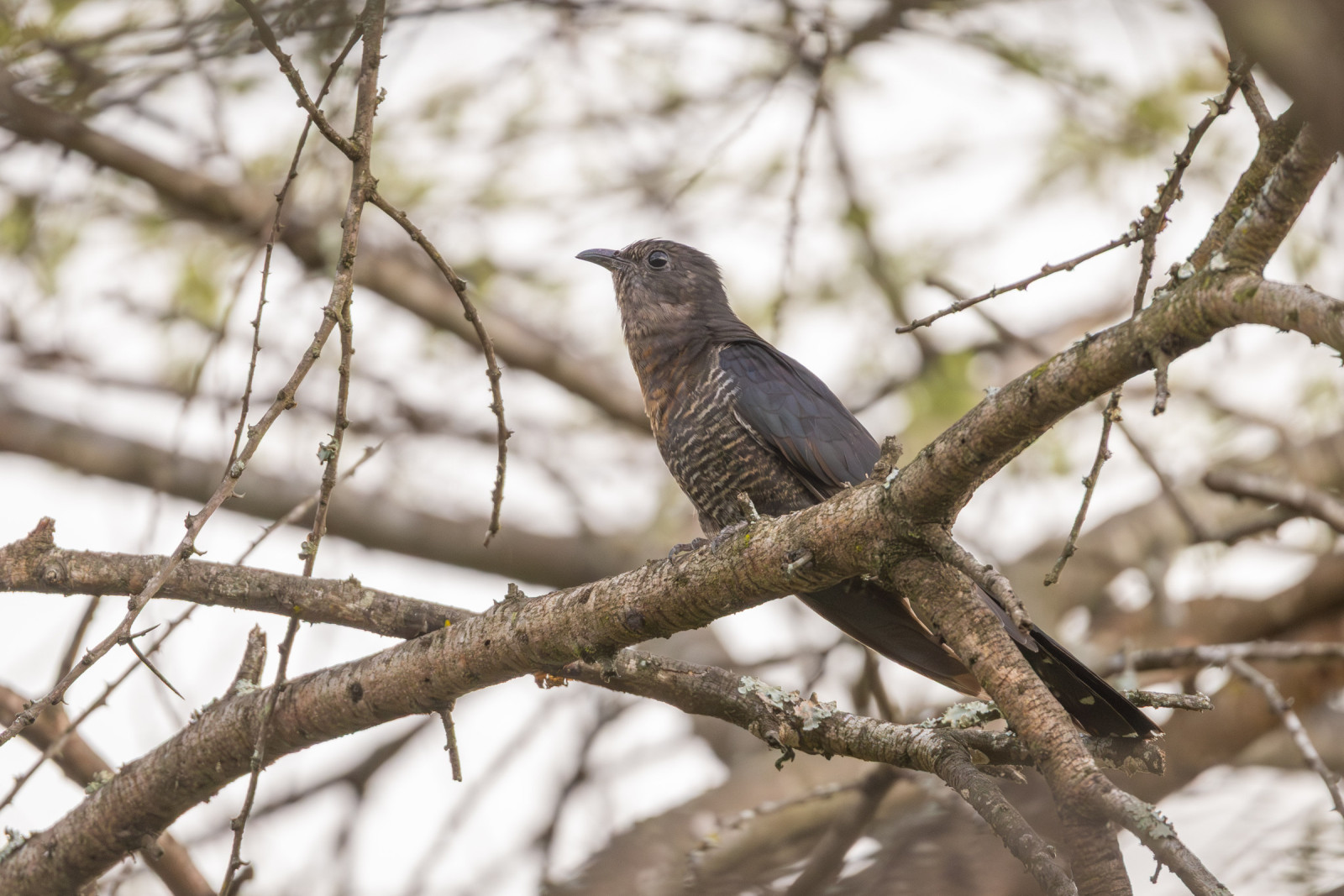 image Black Cuckoo